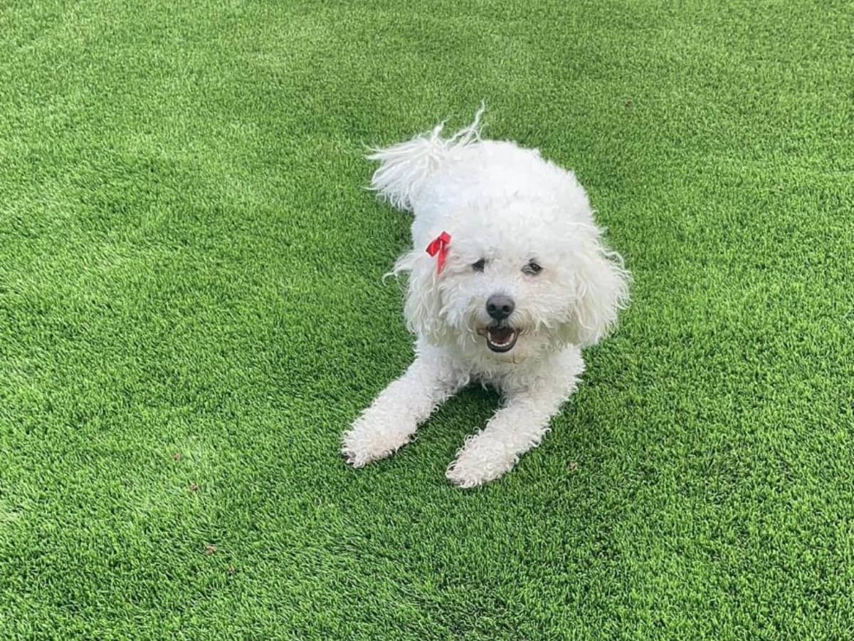 bichon frise dog playing on turf
