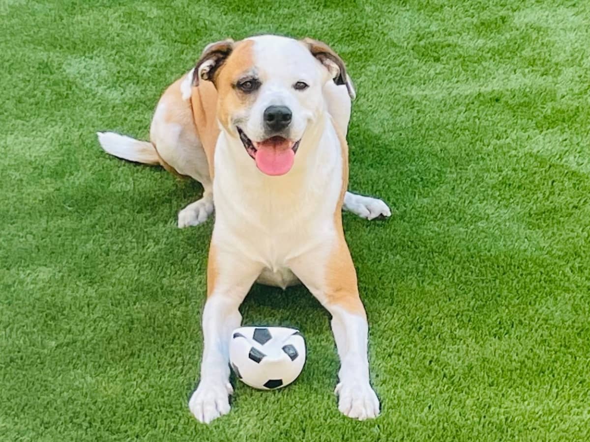 pitbull mix dog sitting on pet-friendly turf