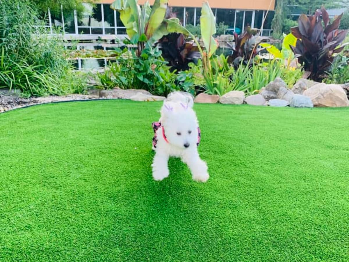 dog jumping on newly installed turf